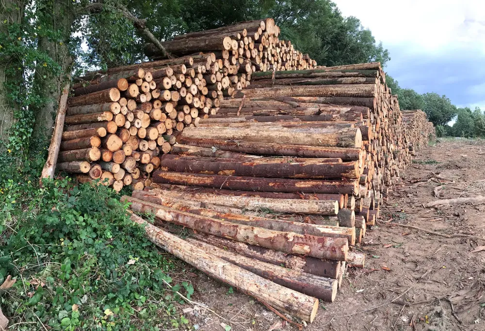 Abattage d’arbres mécanisé autour de Libourne