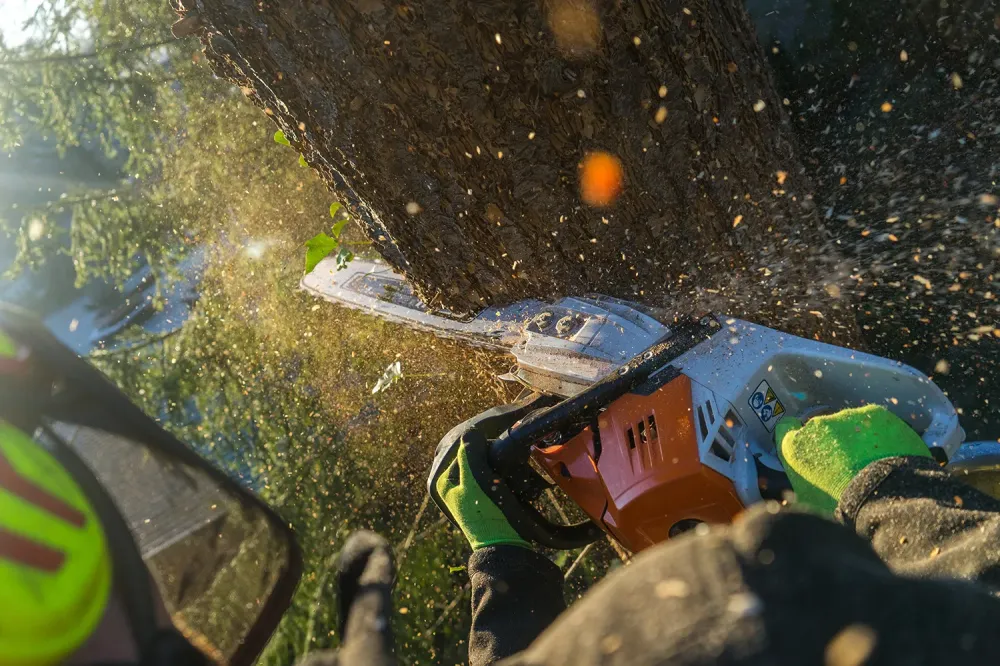 abattage et élagage d'arbre