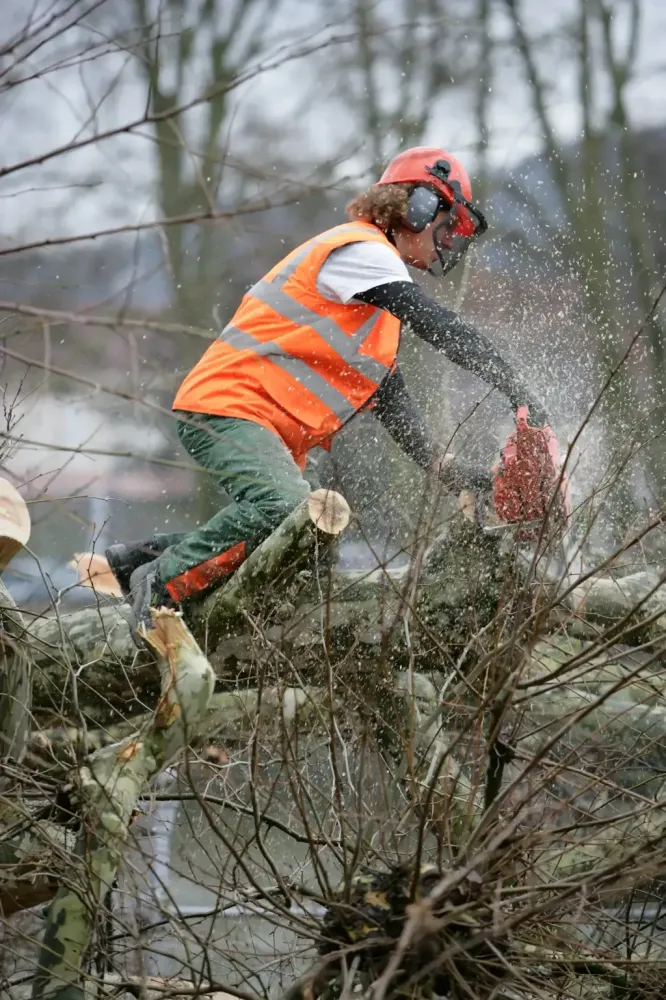 realisation Lopoli Forest abattage élagage et bois de chauffage autour de libourne (1)