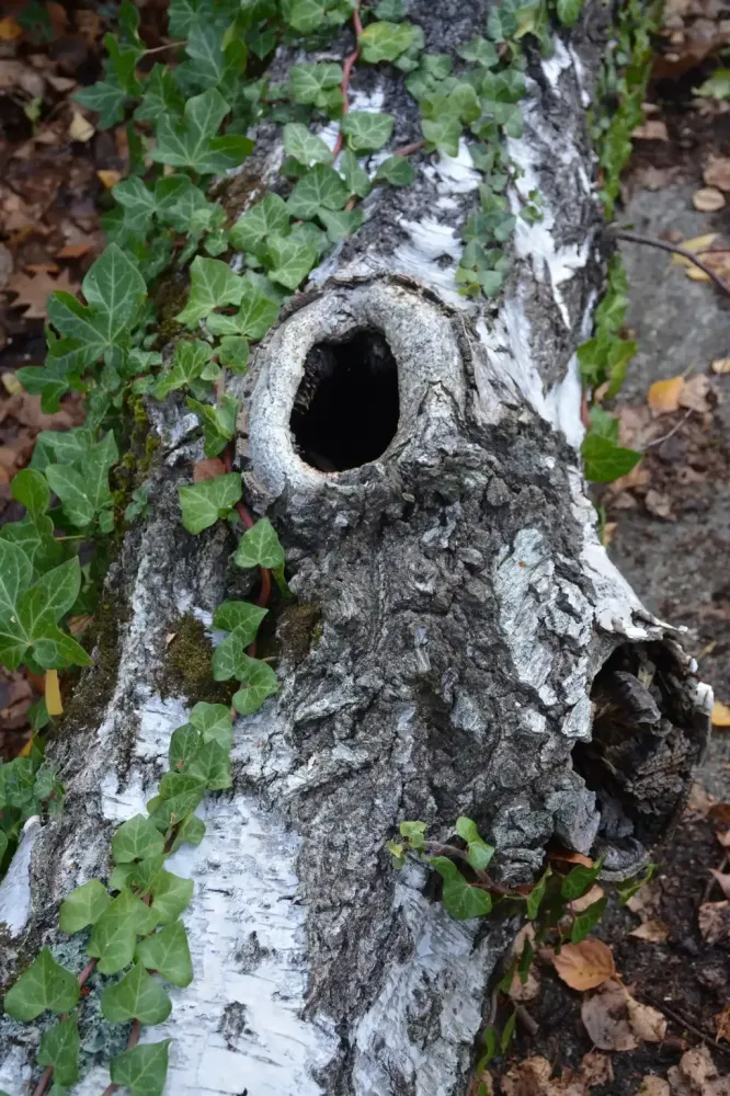 realisation Lopoli Forest abattage élagage et bois de chauffage autour de libourne (5)